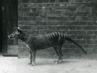 Lupo della Tasmania al London Zoo. Il tilacino si pensa sia estinto dal 1933. In totale, il London Zoo ha esposto 20 tilacini tra il 1850 e il 1931. da Frederick William Bond